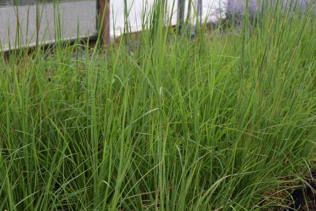 Schizachyrium scoparium 'Blaze' ---